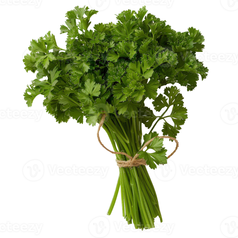 Fresh Green Cilantro Bunch Tied with Twine on White Background in Natural Light for Culinary Use and Cooking Preparation png