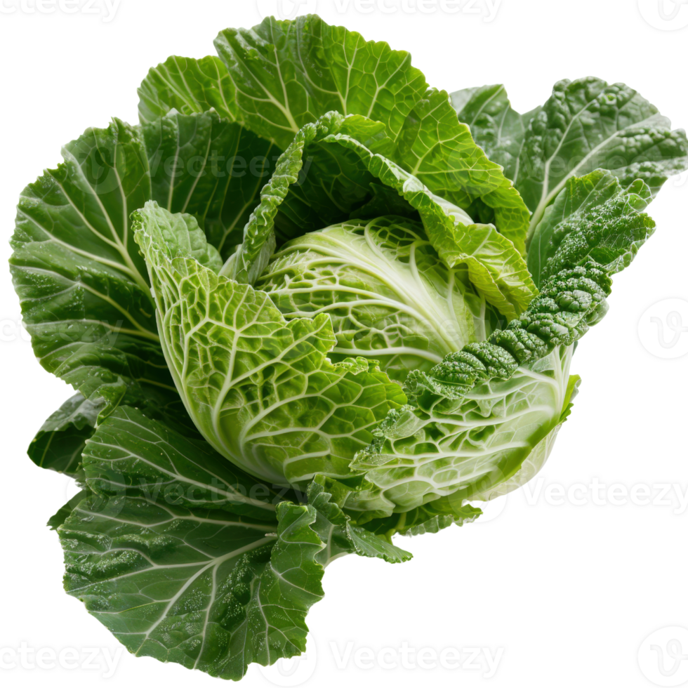 Fresh Green Cabbage with Crisp Leaves and Beautiful Texture for Healthy Cooking and Salad Preparation png