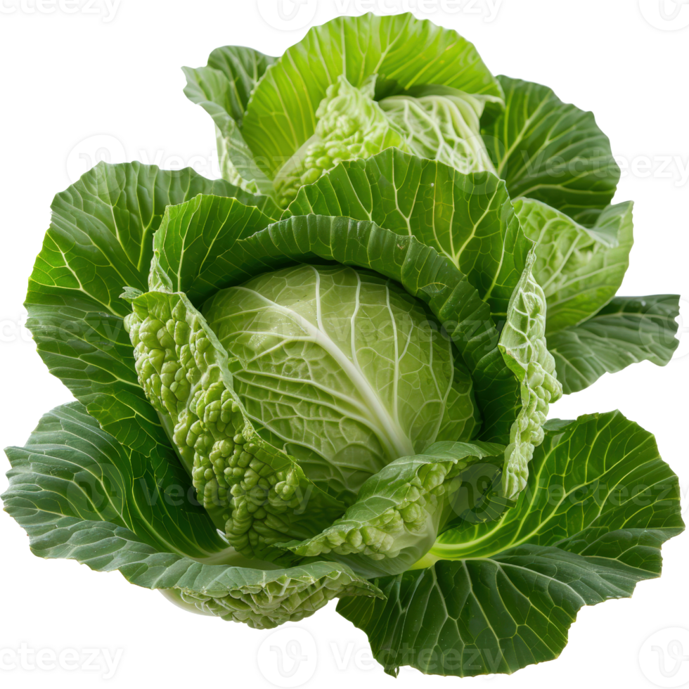 Fresh Green Cabbage Head with Crisp Leaves and Rich Texture, Perfect for Healthy Cooking and Gardening Enthusiasts png