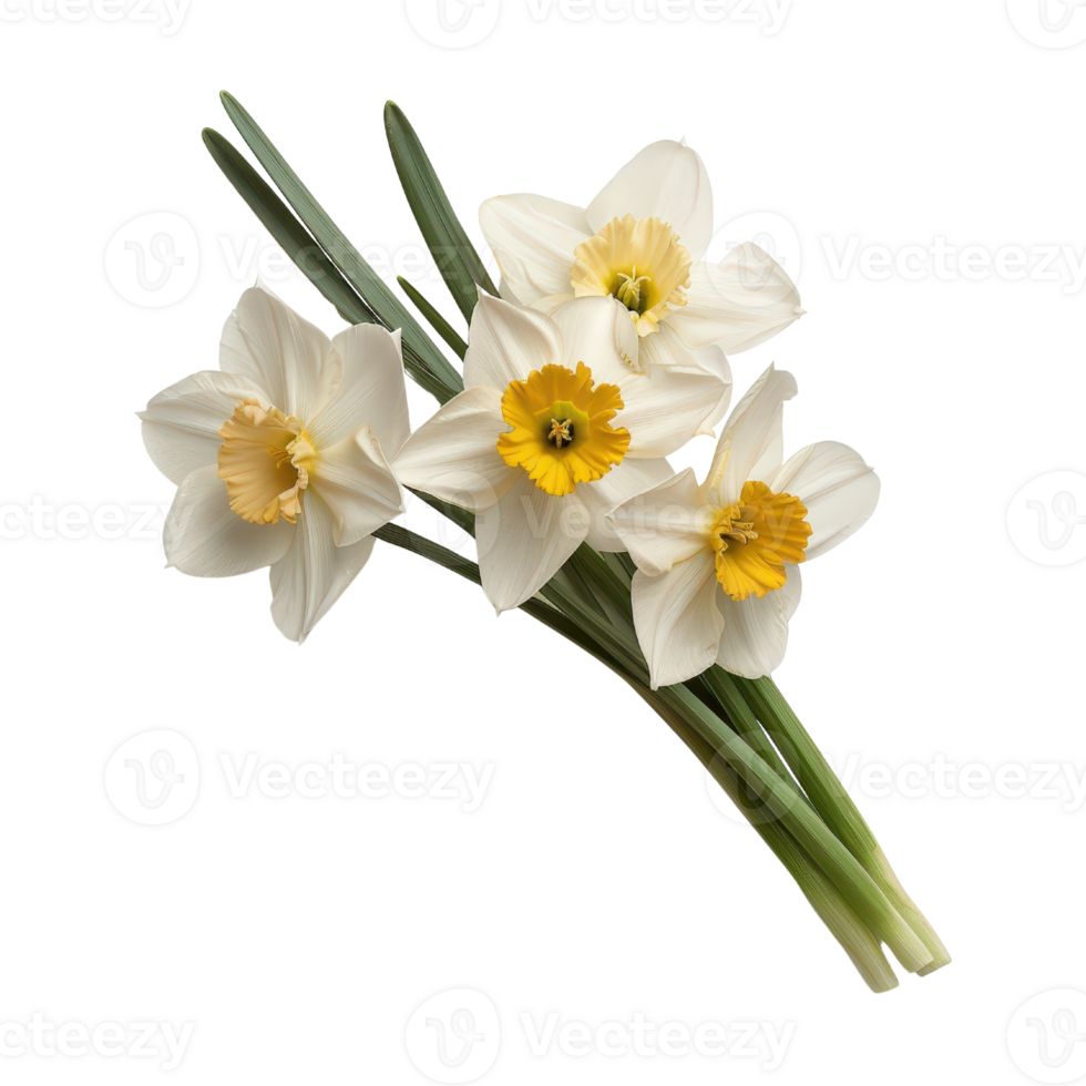 Fresh White Daffodils with Yellow Centers on Green Stems, Bright and Cheerful Spring Flowers in Natural Light png