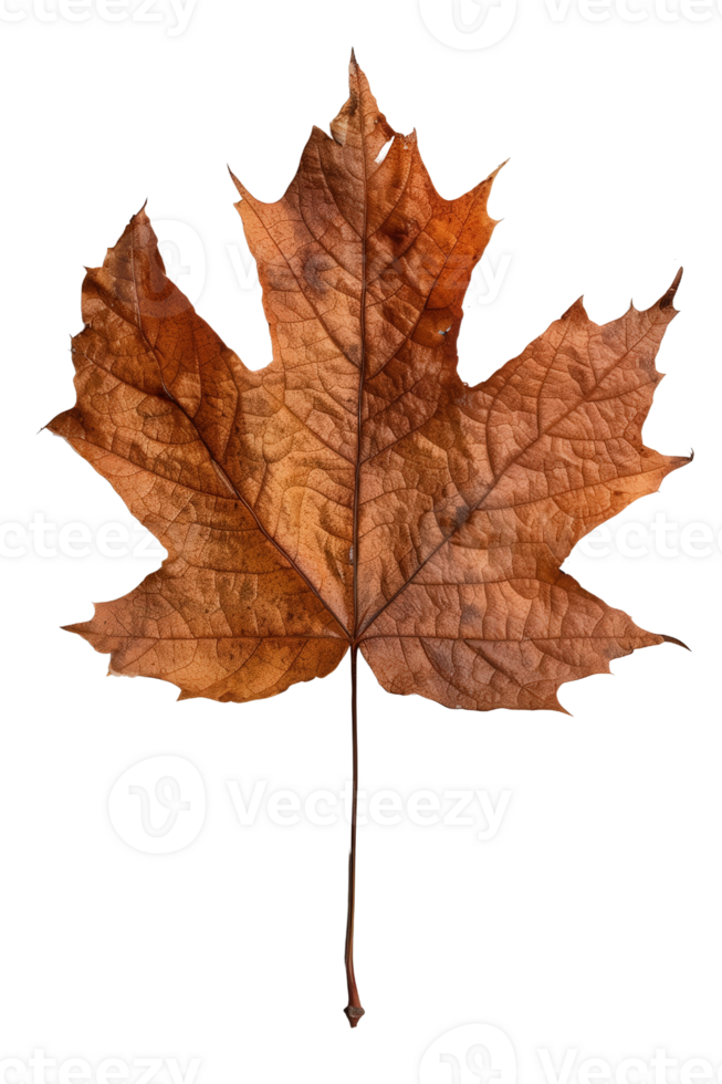 Detailed close-up of a dried autumn maple leaf showcasing intricate texture and vibrant shades of brown and orange hues png
