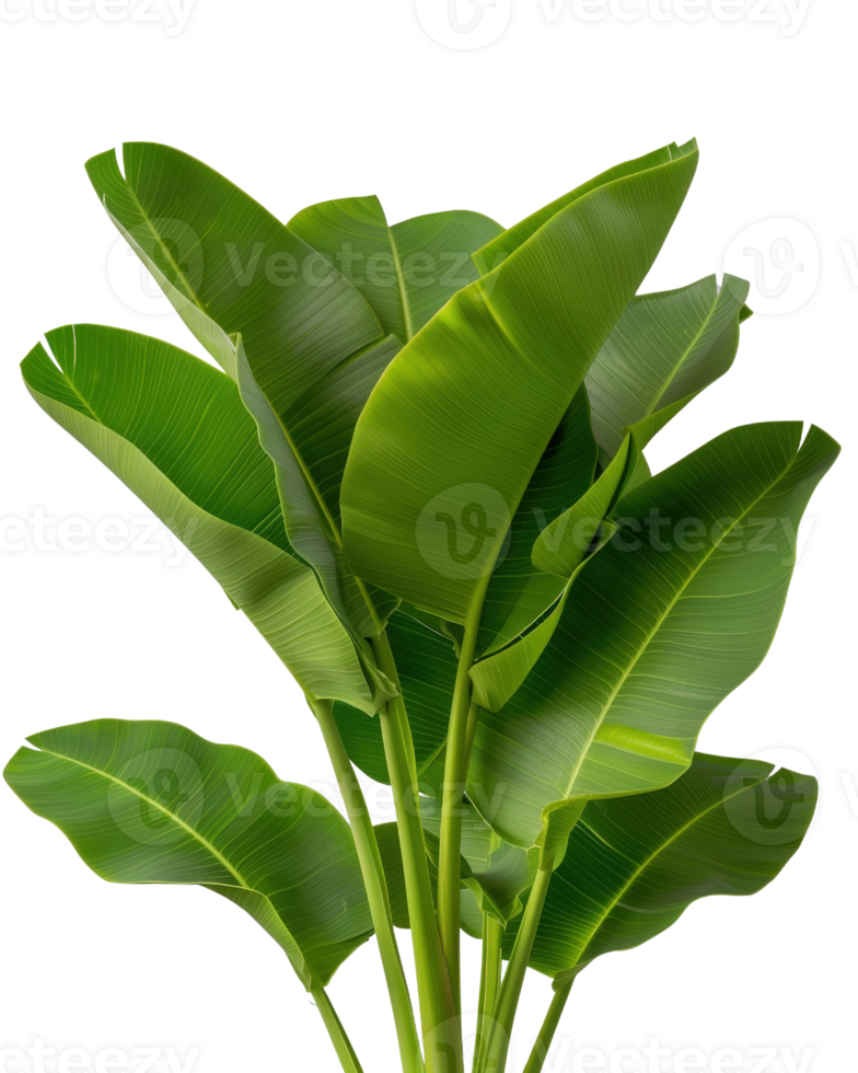 Lush Green Tropical Leaves with Texture and Detail for Nature and Botanical Aesthetic Background Design png