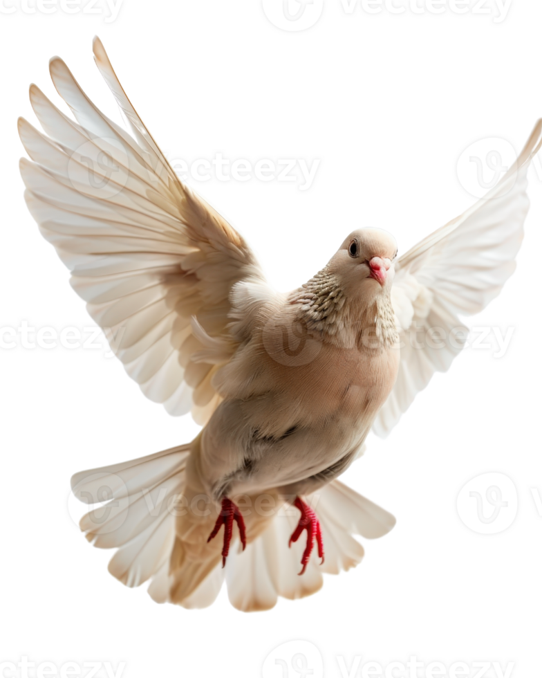 Beautiful Dove in Flight with Graceful Wings and Soft Feathers, Symbolizing Peace and Freedom in Nature png