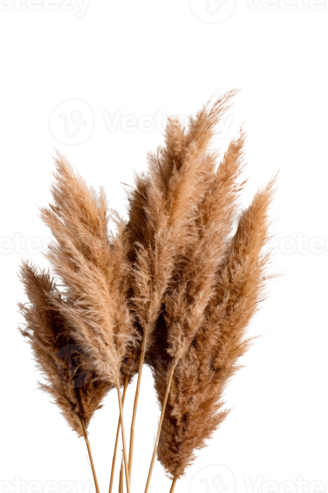 Elegant Dried Pampas Grass Arrangement on Isolated Background for Home Decor, Interior Design, and Creative Projects png