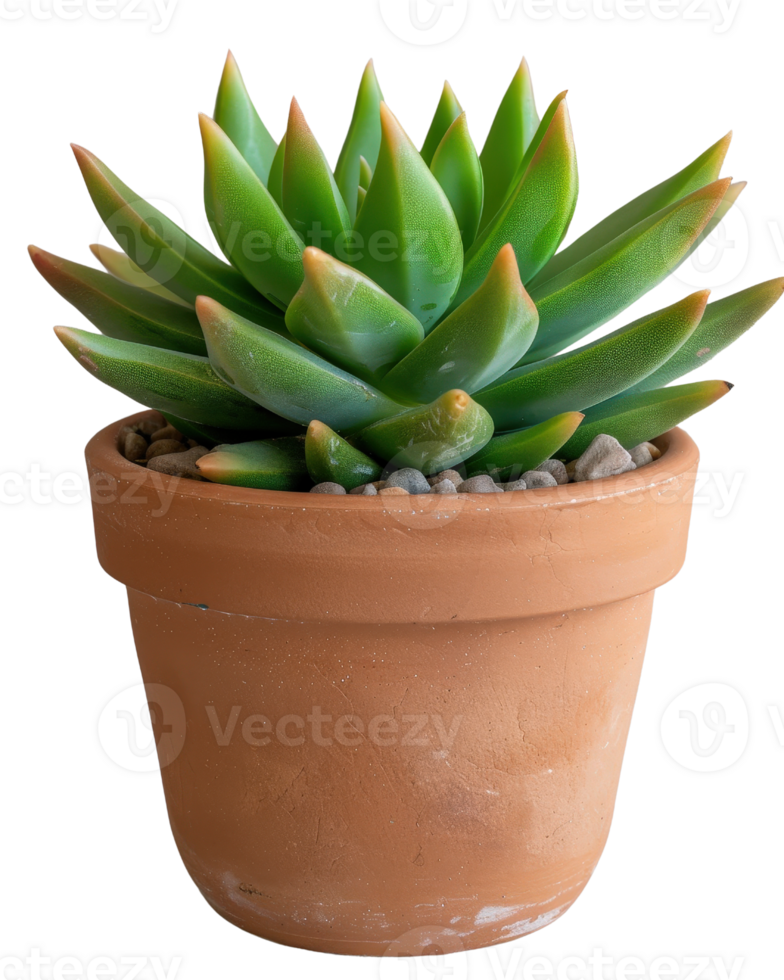Lively Green Succulent in Teracotta Pot with Small Pebbles, Ideal for Indoor and Outdoor Decor png