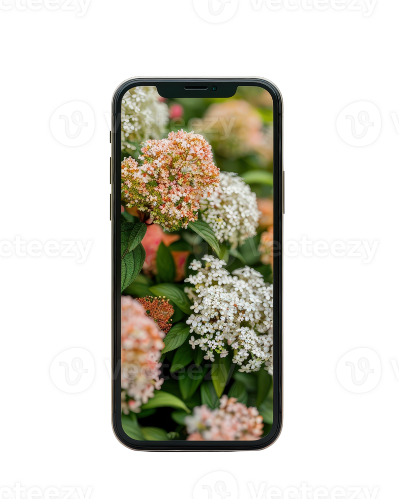 Close-Up View of Colorful Flowers Captured on a Smartphone Surrounded by Lush Greenery in a Garden Setting png