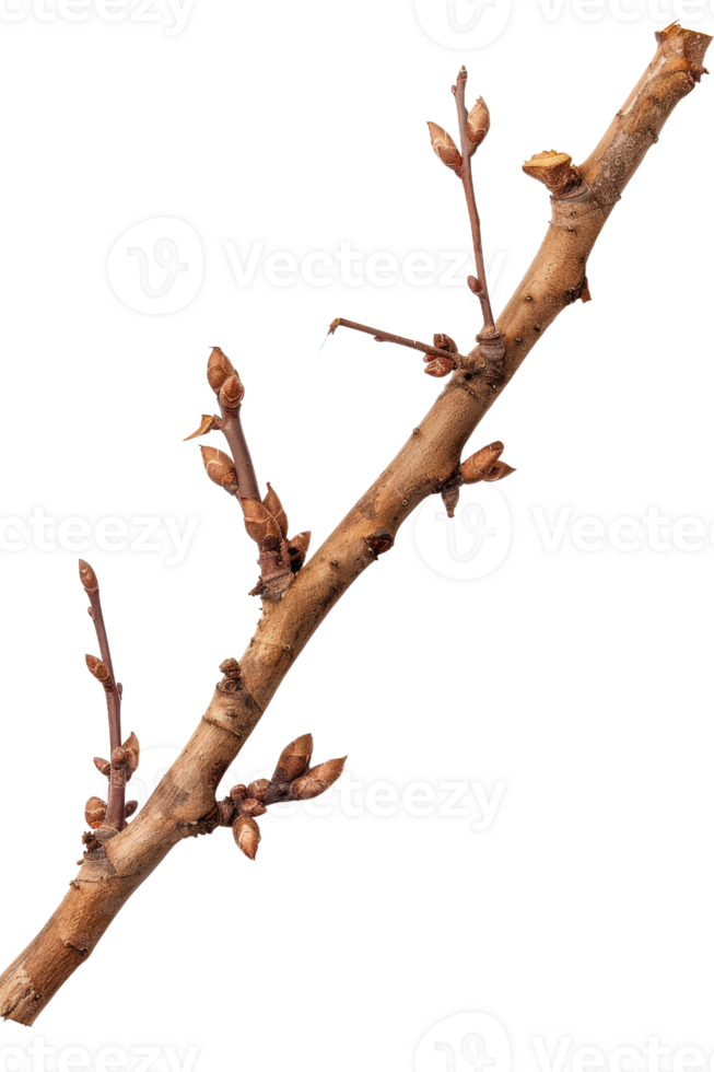 Close-Up of a Tree Branch with Buds Ready to Bloom in Spring Season, Isolated on a Transparent Background png