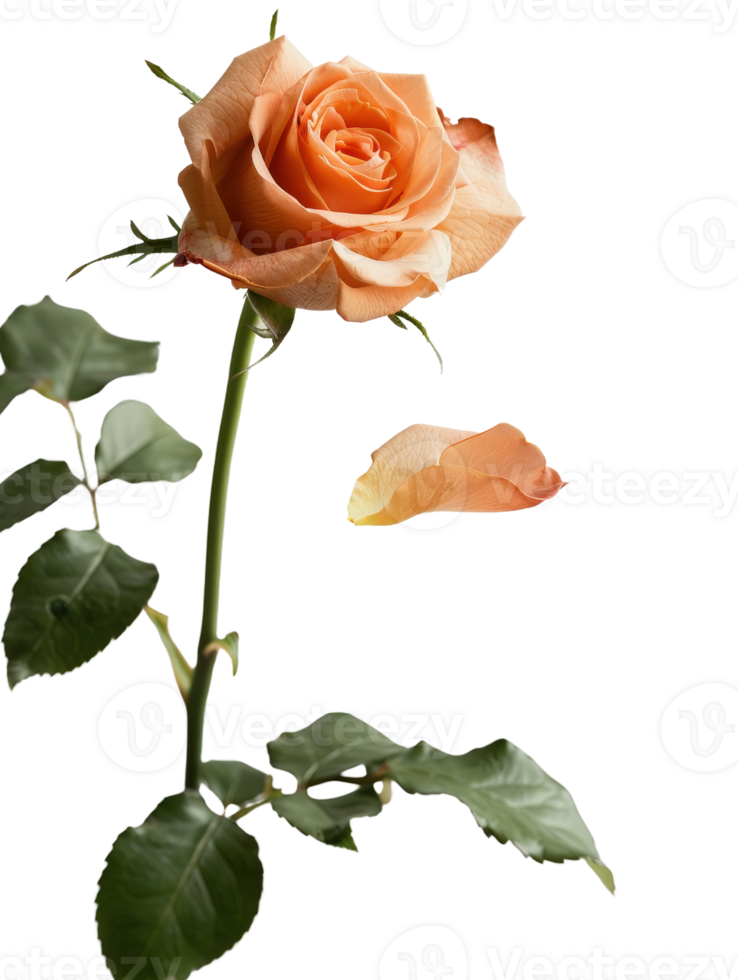 Elegant peach rose with soft petals, green leaves, and a single fallen petal on a black background png