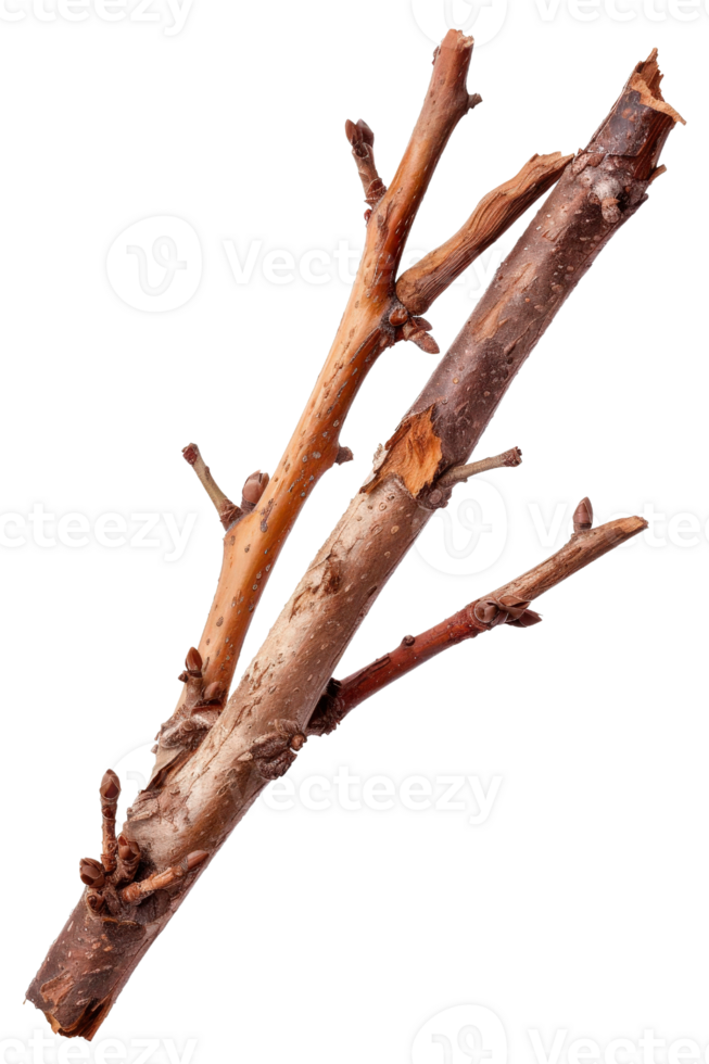 Natural Twigs and Branches Isolated on White Background for Organic and Rustic Design Projects png
