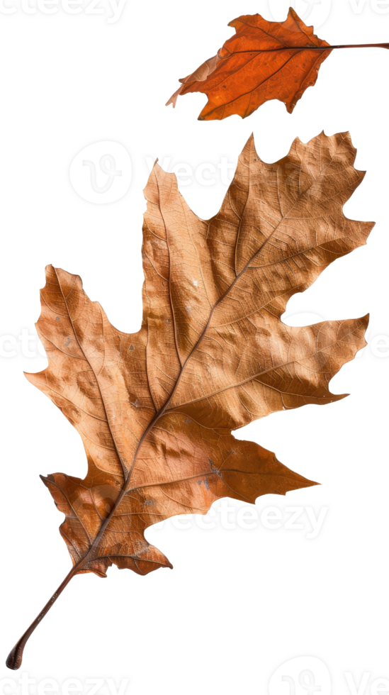 Two Decorative Orange Brown Leaves on Transparent Background for Autumn and Nature Inspired Designs png