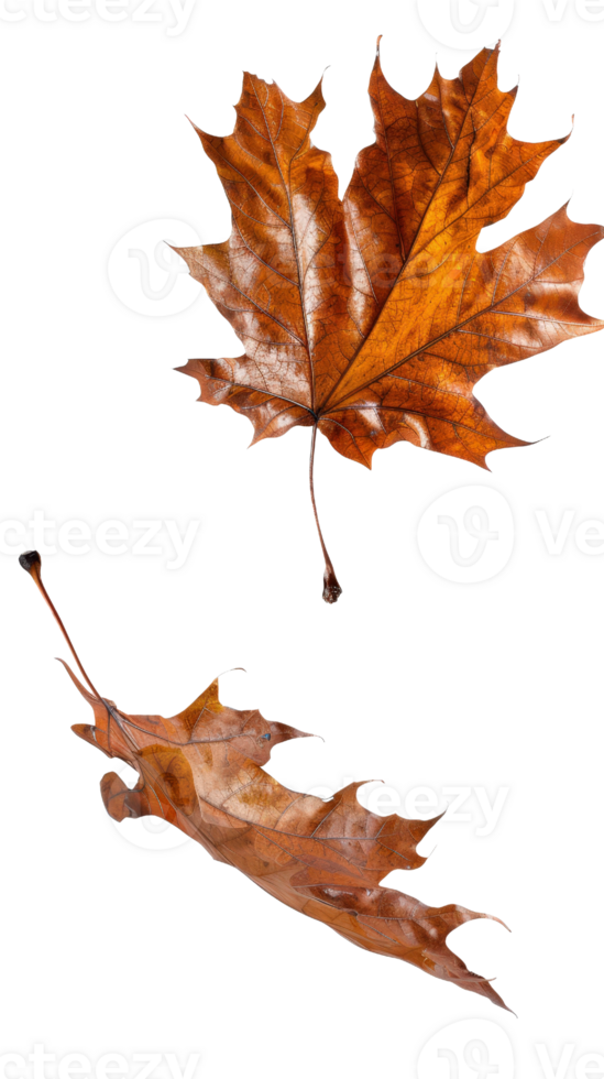 Two Fallen Autumn Leaves Displaying Rich Orange and Brown Hues Isolated on a Transparent Background for Seasonal Themes png