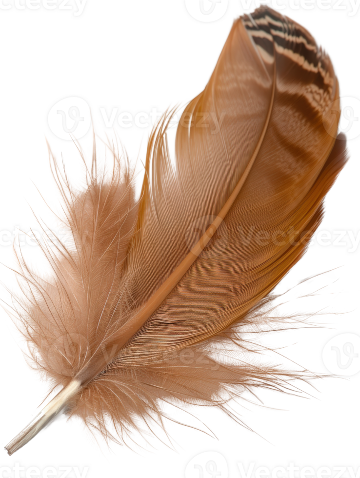 Soft and Delicate Brown Feather with Intricate Patterns Isolated on White Background for Nature and Organic Themes png