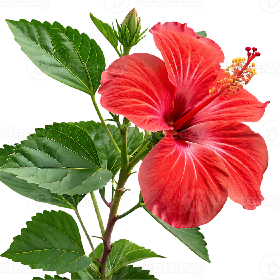 Single red hibiscus flower with green leaves png