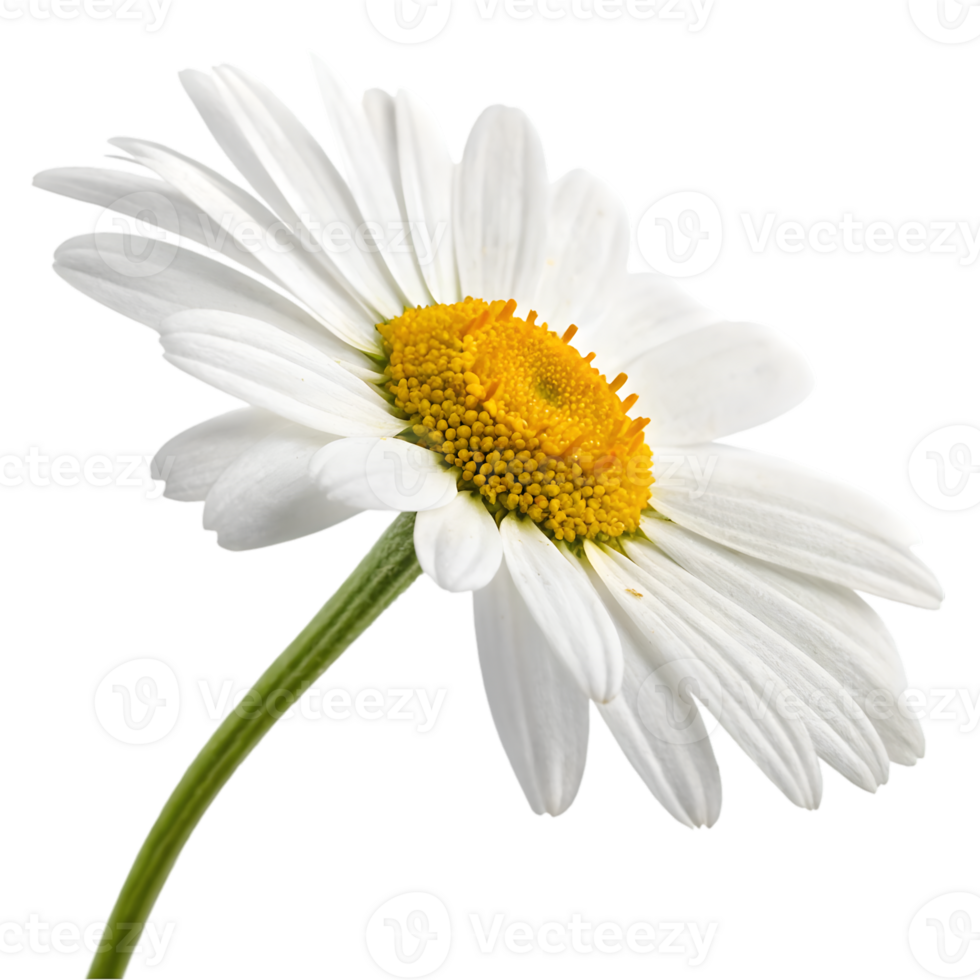 Single white daisy flower isolated on black background png