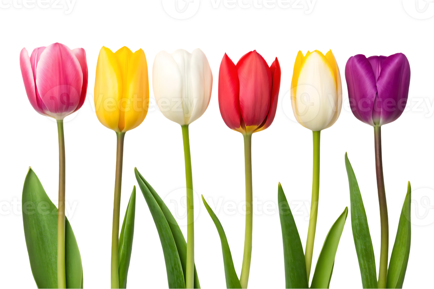 Row of colorful tulips on black background. png