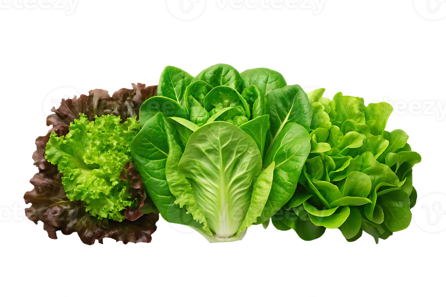 Assortment of fresh lettuce heads. png