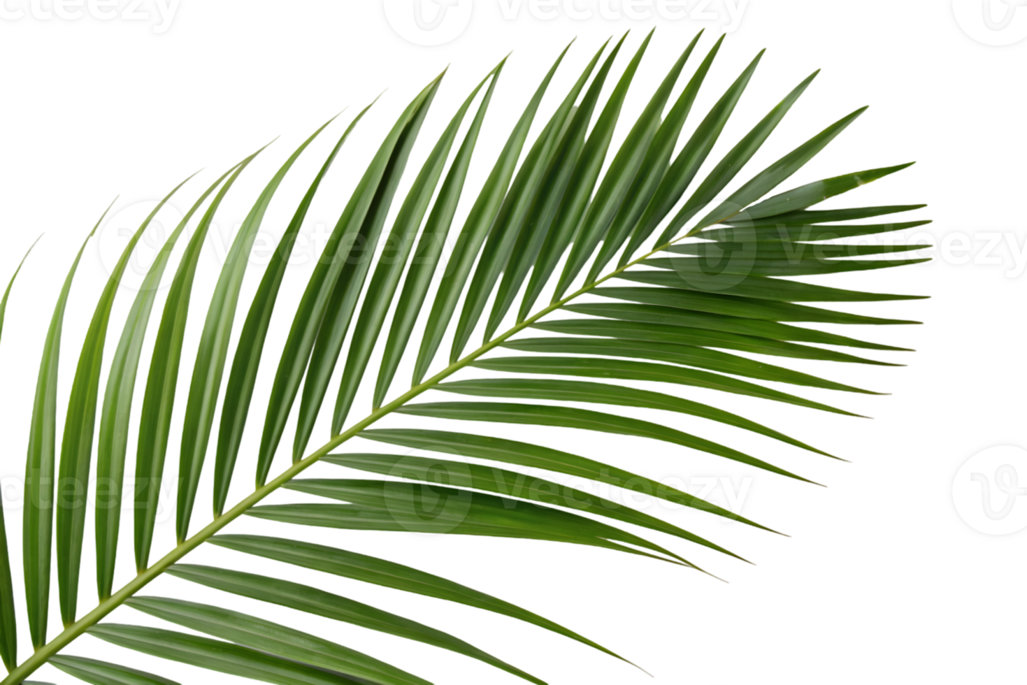 Single palm leaf on black background png