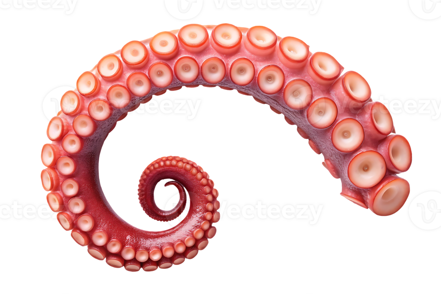 Close up of an octopus tentacle, curled in a spiral. png