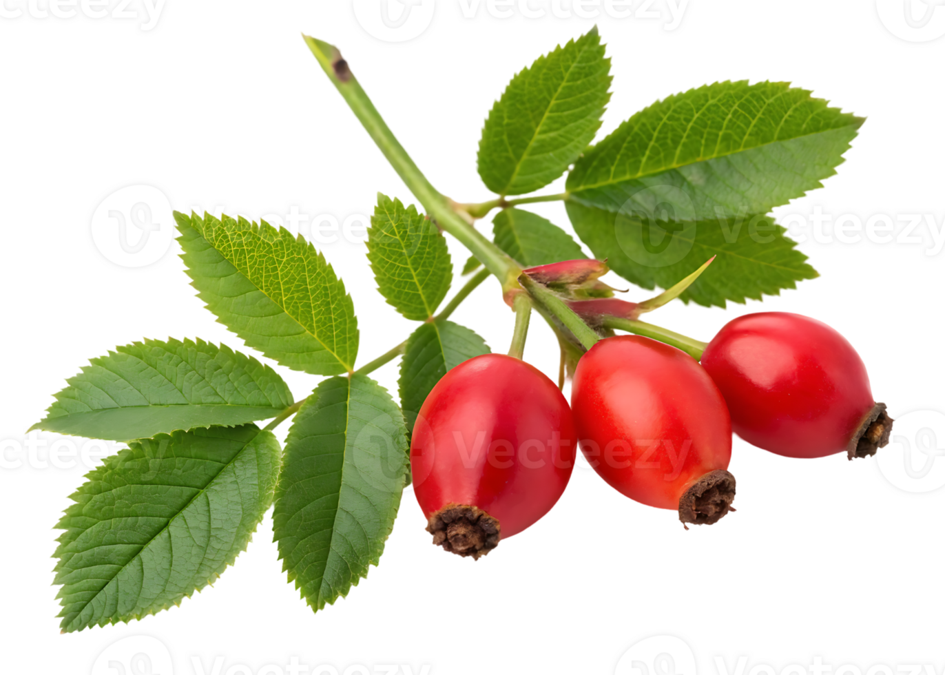 Three ripe rose hips on a branch with green leaves. png