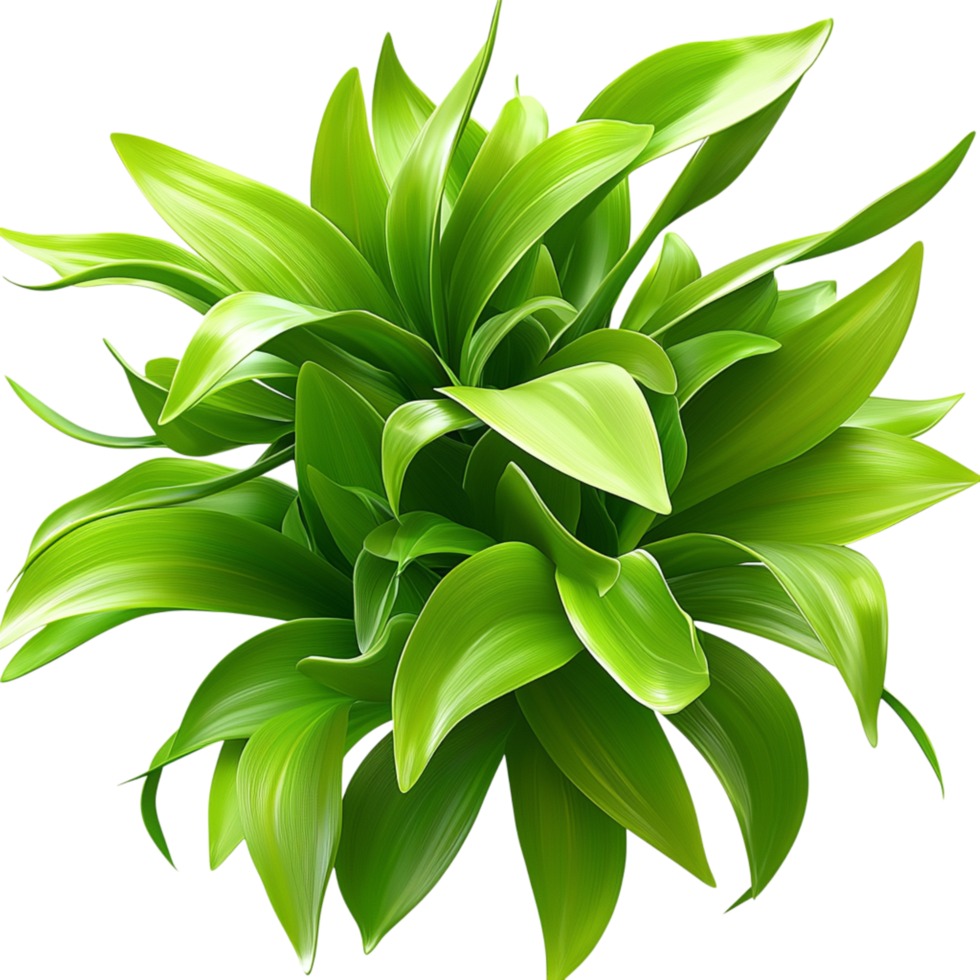 Lush green houseplant thriving in a pot, infusing indoor spaces natures calm freshness. png