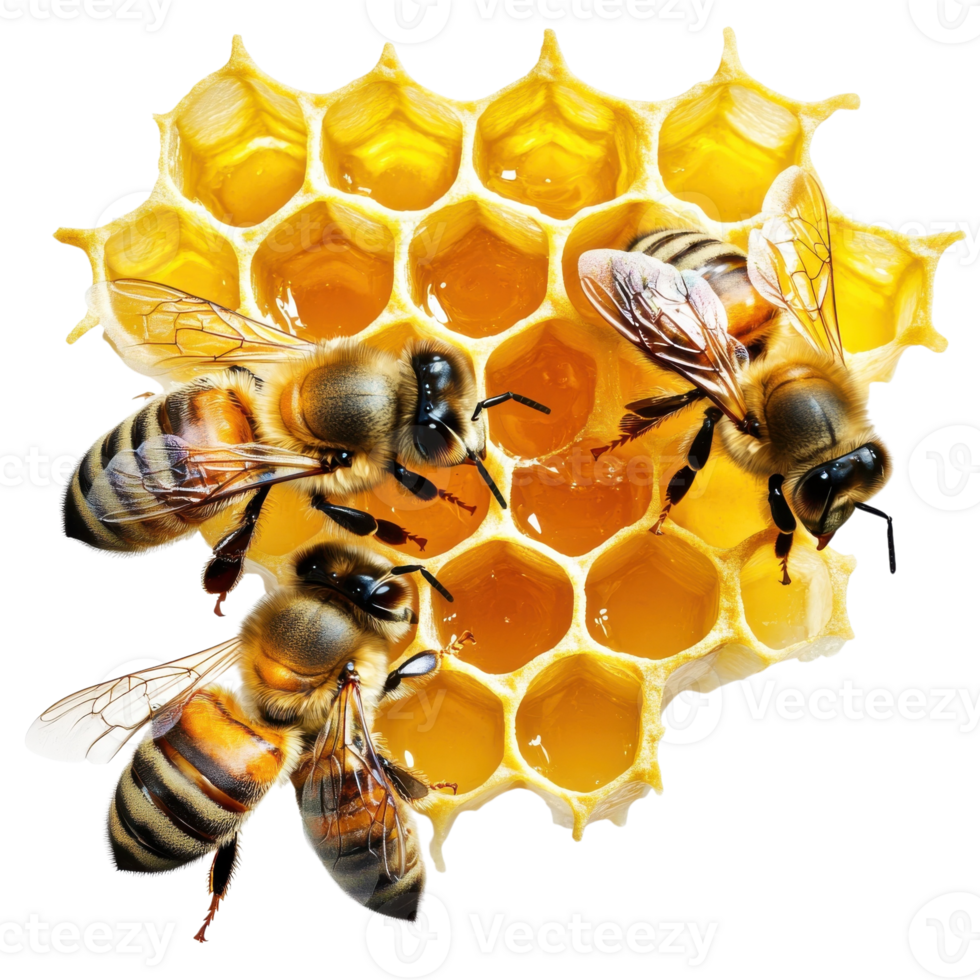 Honeycomb Bees Close Up Macro on transparent background. png