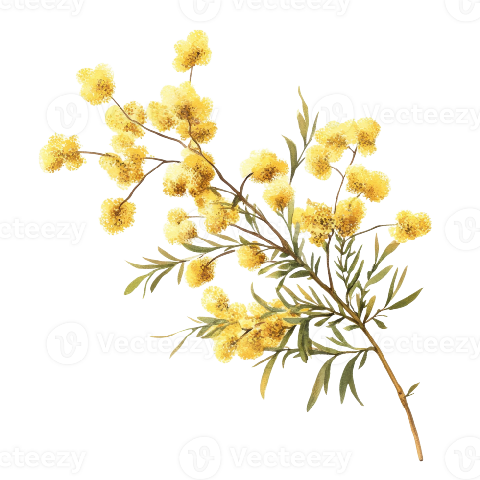 Mimosa Flower Branch Close Up on transparent background. png