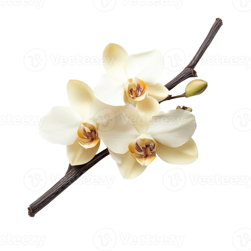 Sweet Orchid Vanilla Aroma Image on transparent background. png