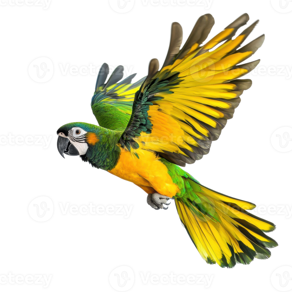 Vibrant Parrot in Flight Colorful Feathers on transparent background. png