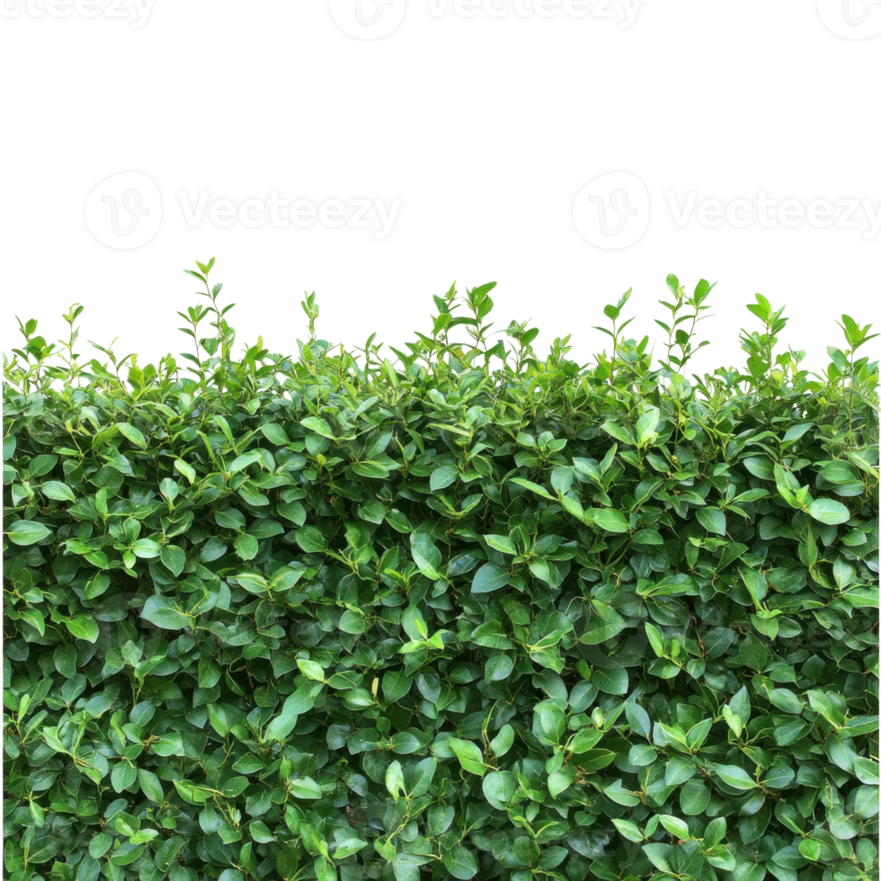 Lush Green Hedge Ideal for Garden Design on transparent background. png