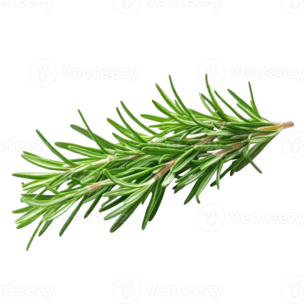 Culinary Rosemary Sprig Fresh and Aromatic on transparent background. png