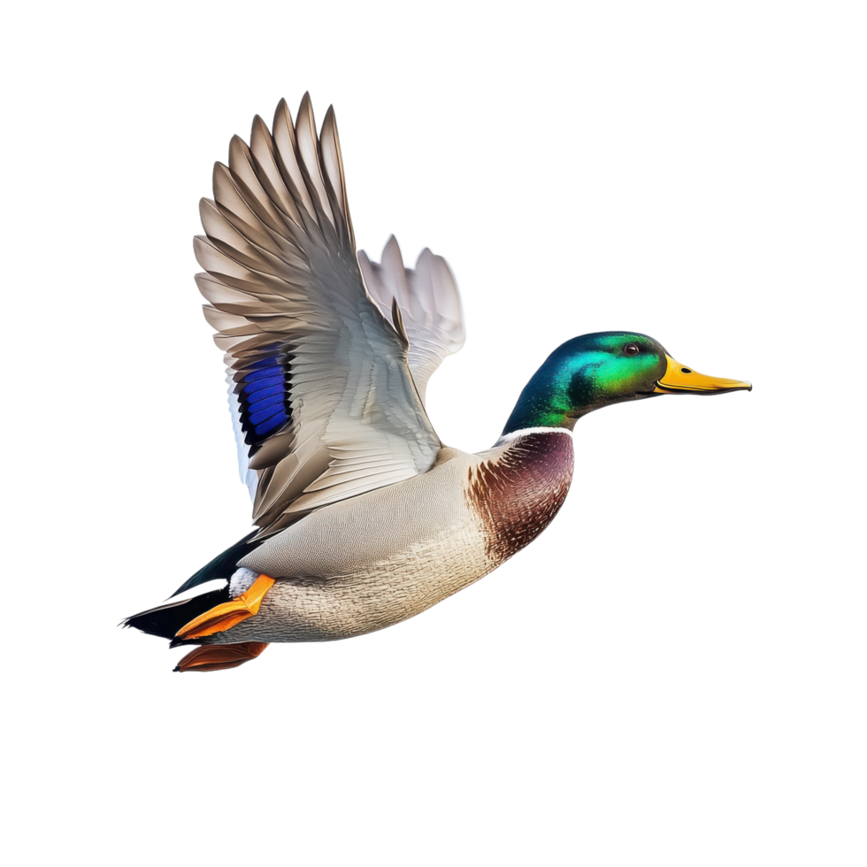 Majestic Mallard Duck in Flight on transparent background. png