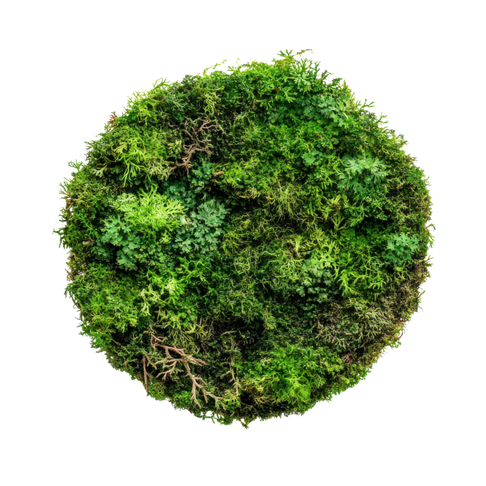 Green Moss Patch on White Background on transparent background. png