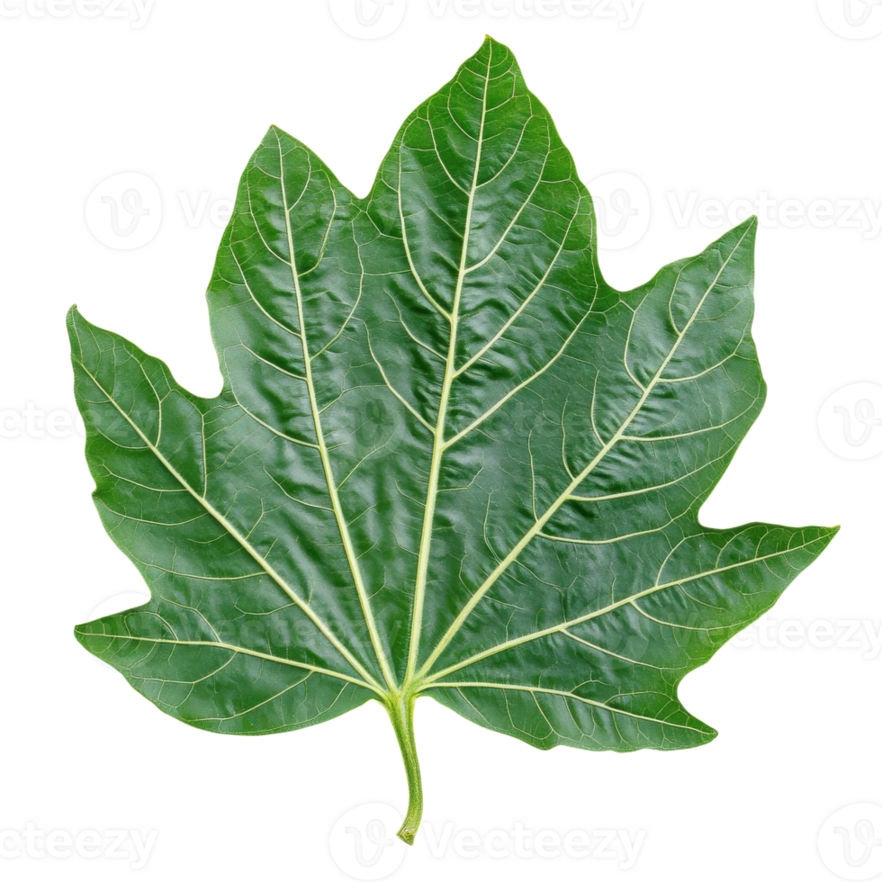Vibrant Green Papaya Leaf Close Up on transparent background. png
