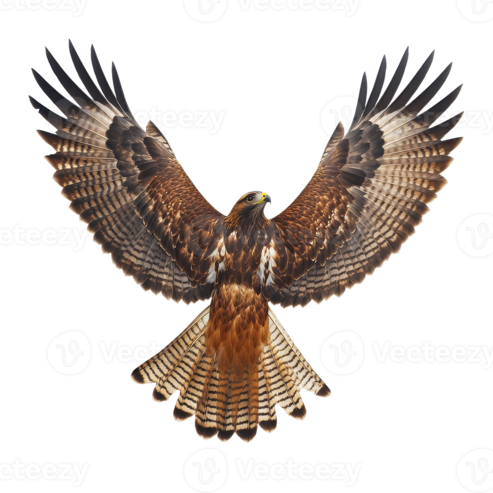 Majestic Brown Hawk in Flight Aerial View on transparent background. png