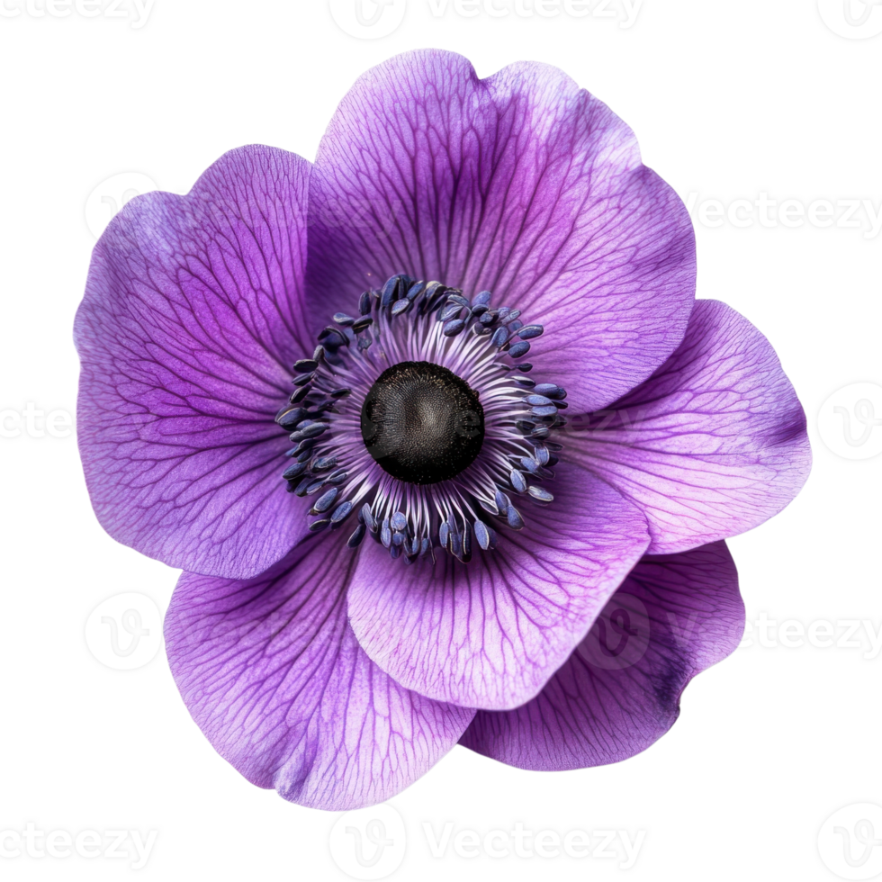 Elegant Purple Anemone Flower Flora on transparent background. png