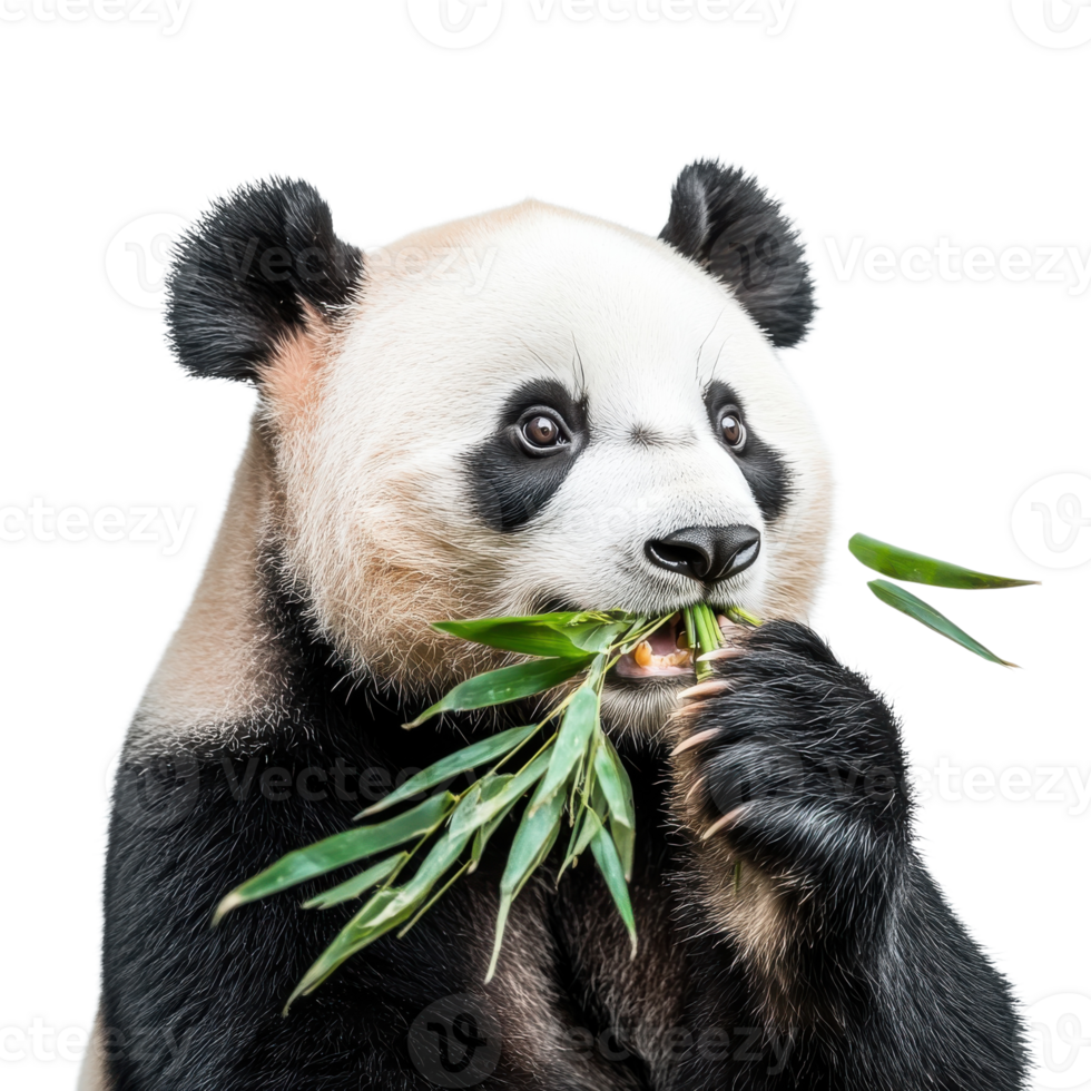 Giant Panda Eating Bamboo in Isolation on transparent background. png