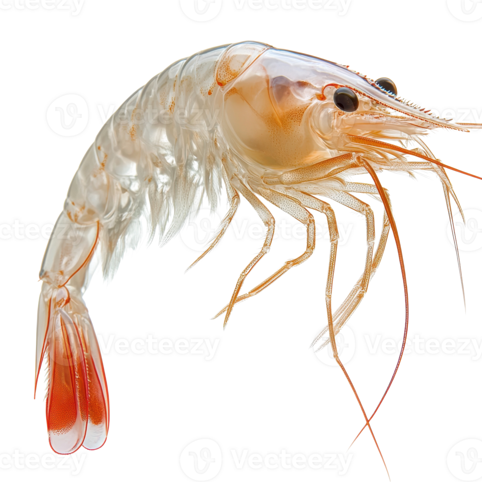 Closeup of Fresh Raw Shrimp Seafood on transparent background. png