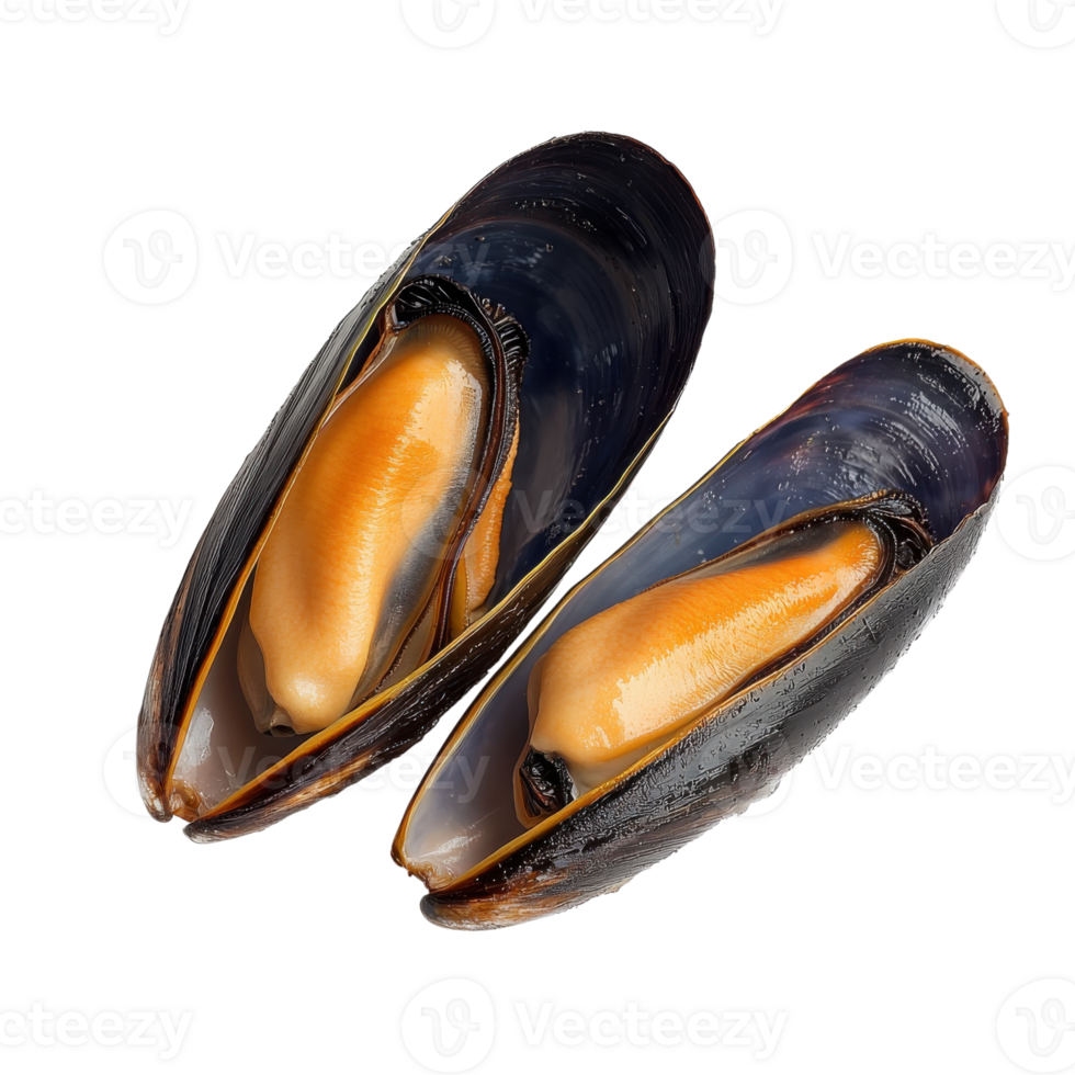 Closeup of Open Mussel Shell Texture on transparent background. png
