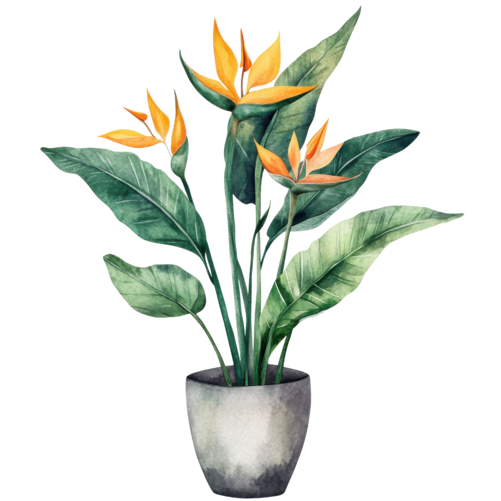Watercolor Bird of Paradise Nursery Art on transparent background. png