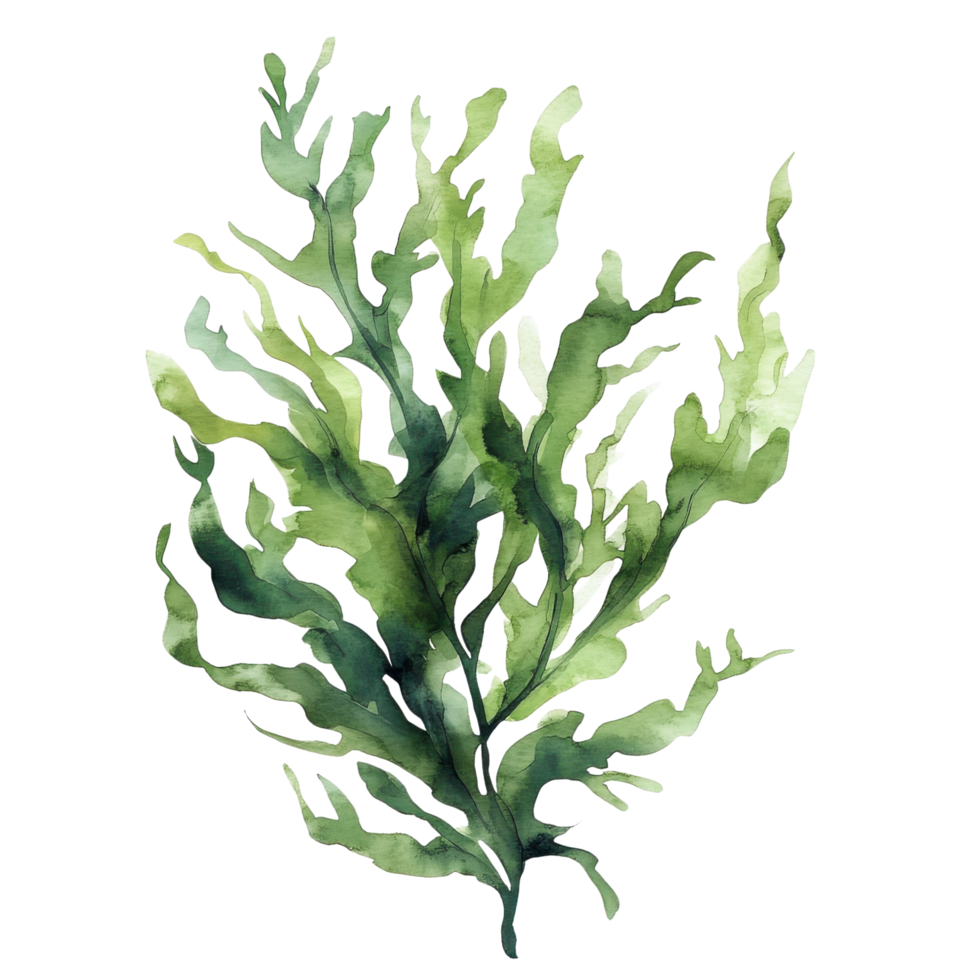 Cute Watercolor Seaweed Nursery Clipart on transparent background. png