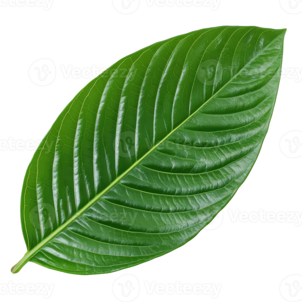Vibrant Green Leaf Close Up on transparent background. png