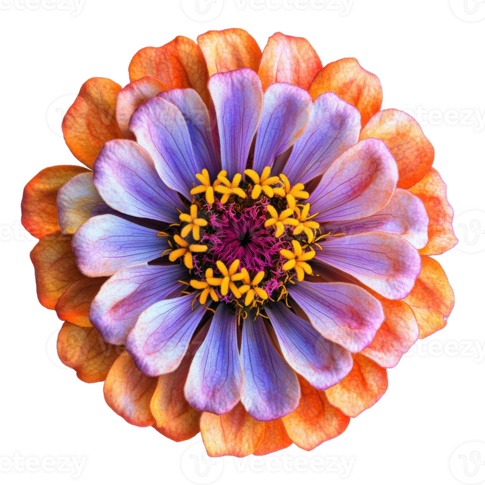 Vibrant Zinnia Flower Garden Image on transparent background. png