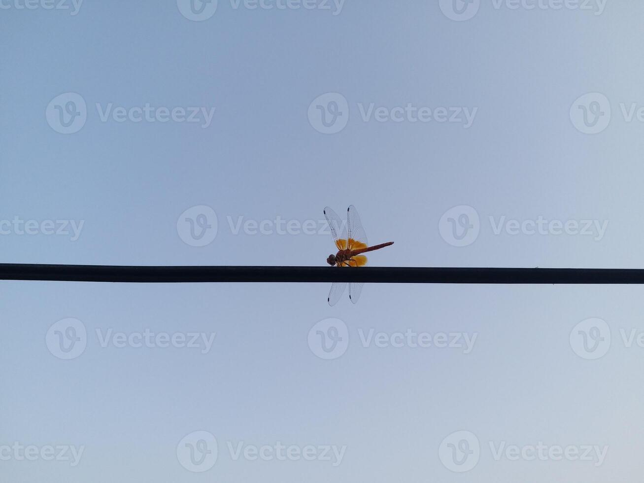 Dragonfly on a Wire photo