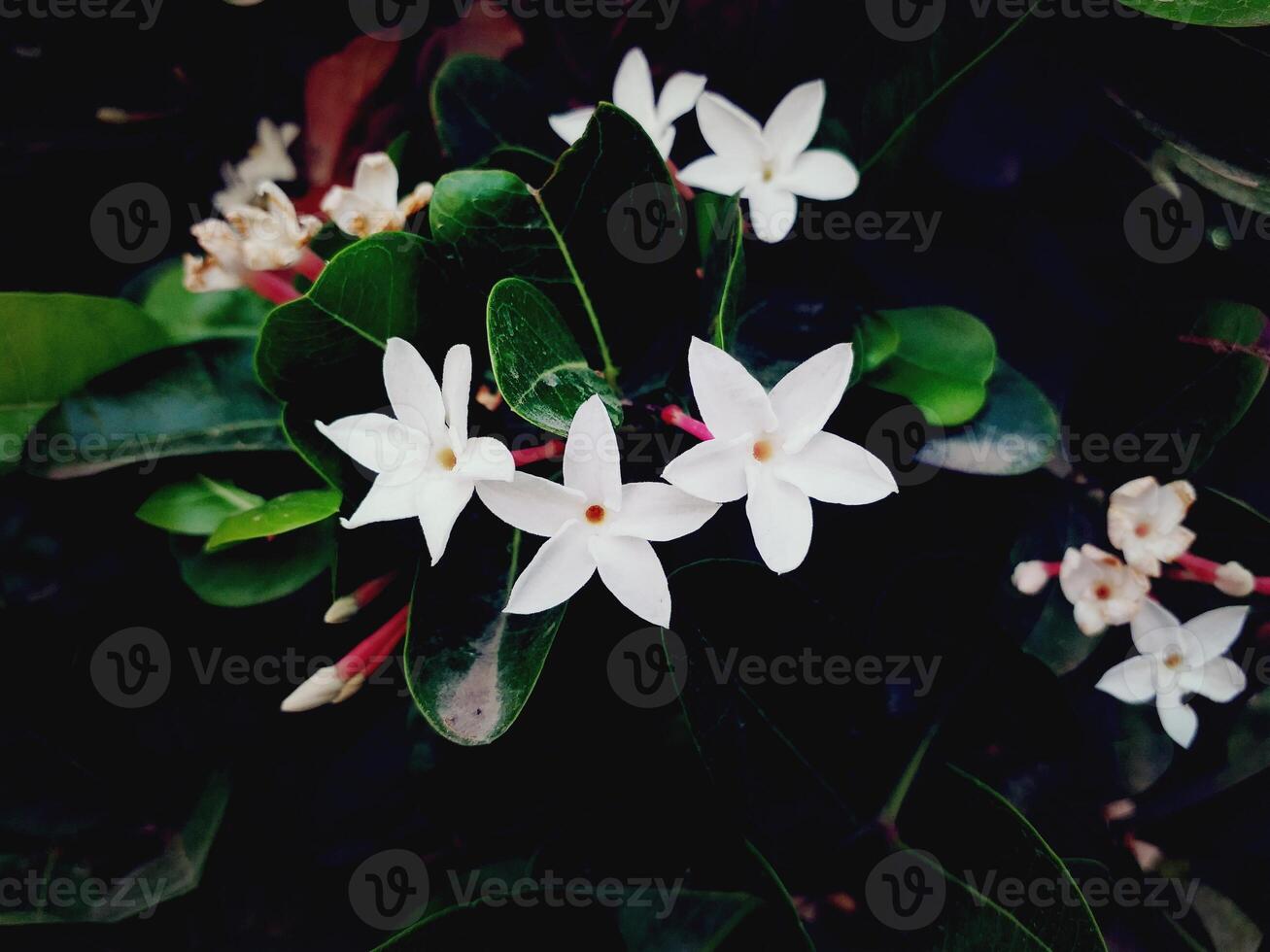 white orchid on black background photo