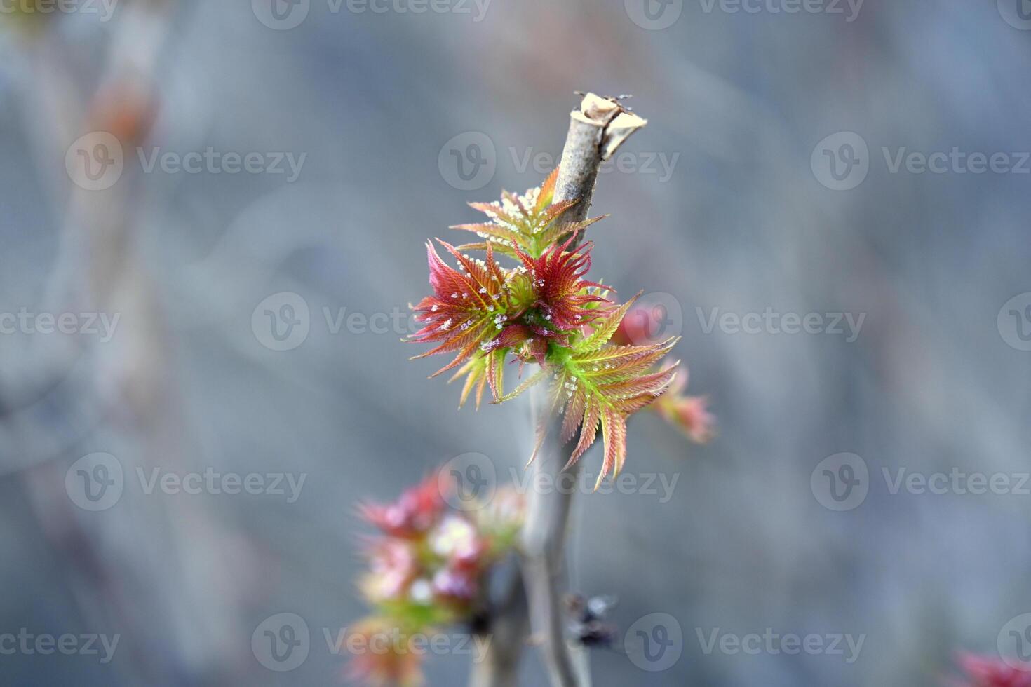 a small branch with red and green leaves photo
