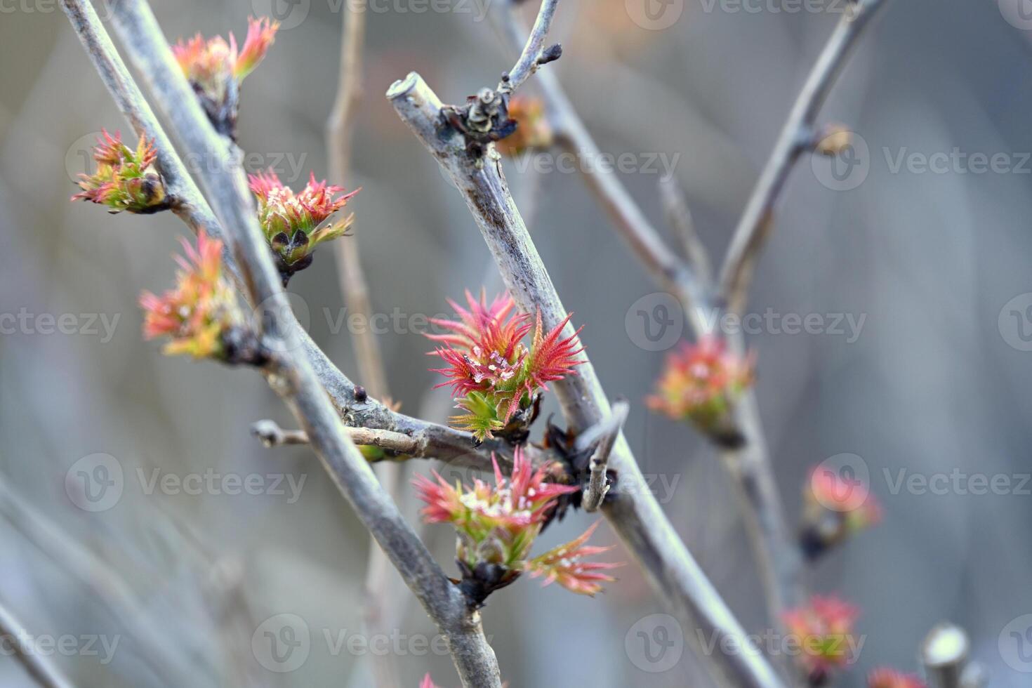 red maple buds photo