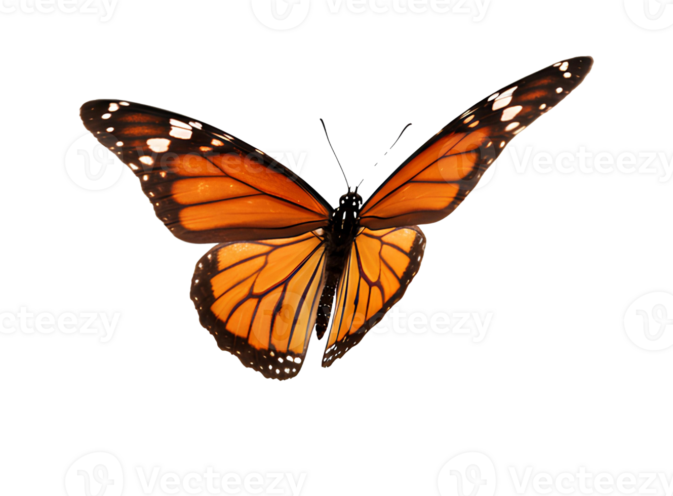 Monarch butterfly . Beautiful orange and black monarch butterfly isolated, symbolizing transformation, migration, and freedom png