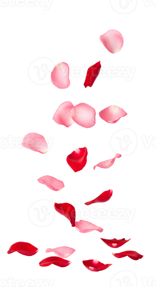 Rose petals in motion, floating through the air for nature-inspired and romantic design concepts isolated on transparent background png