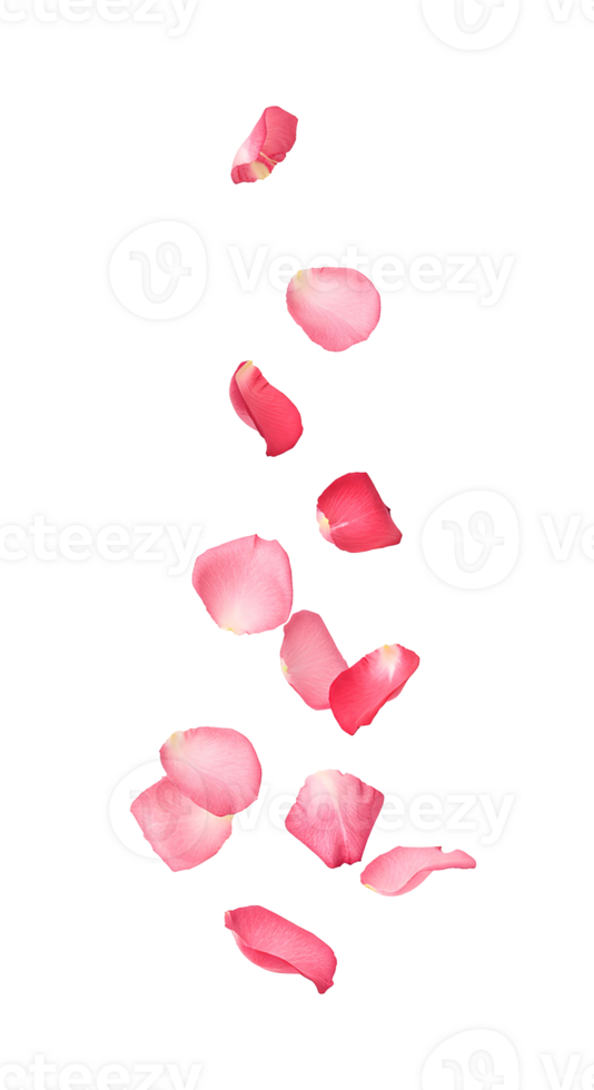 rose petals . red and pink rose petals falling down isolated. colorful flower petals flying in air . Red and pink rose png