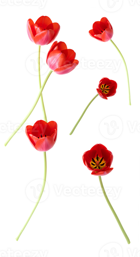 Isolated red tulip flowers . Bright and vibrant tulips with delicate petals, ideal for botanical and floral-themed digital designs png